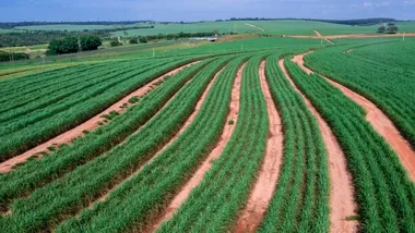 Veduta aerea di un filare di canna da zucchero che si estende in lontananza. La canna energetica è una varietà di canna da zucchero.