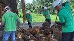 Uomini che raccolgono olio di palma