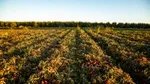 Un campo di pomodori in fila