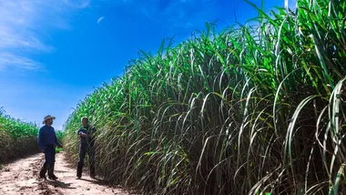 Due agricoltori sono in piedi accanto alle coltivazioni di canna energetica. Una varietà di canna energetica potrebbe produrre oli come ingredienti per la pulizia.