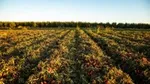 Un campo di pomodori coltivato con pratiche di agricoltura rigenerativa